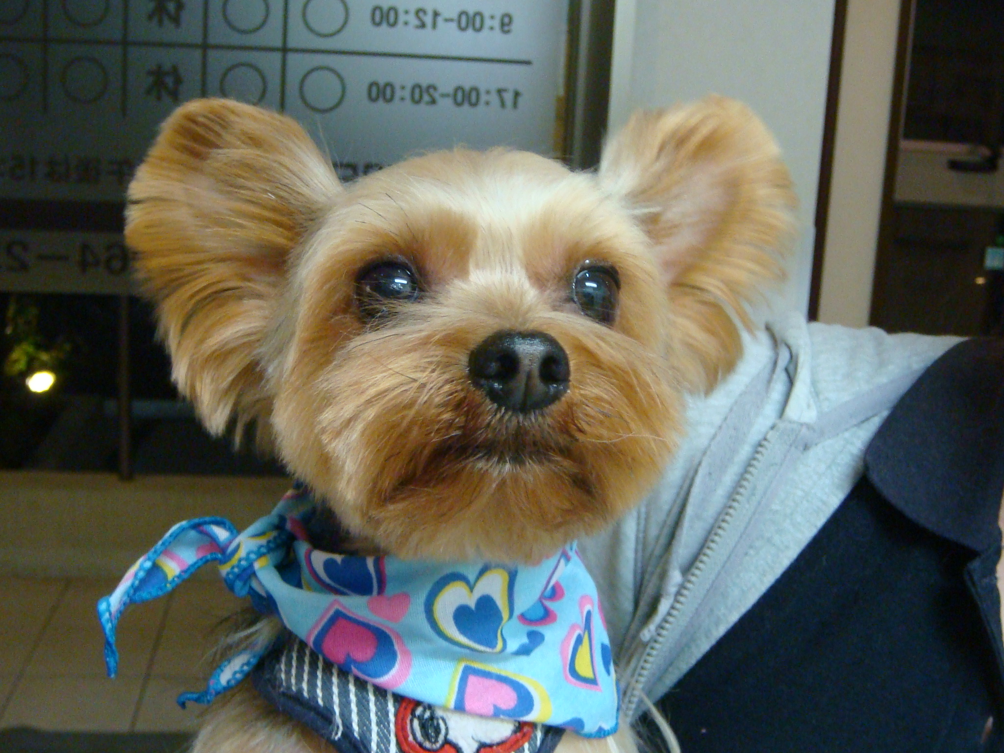 かわいいヨーキー君 おおにし動物クリニックblog 東大阪市 大東市の動物病院です