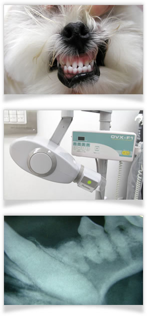 東大阪市・大東市のおおにし動物病院は歯科診療を推奨します。